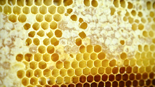 capped and uncapped honey in frame beehive